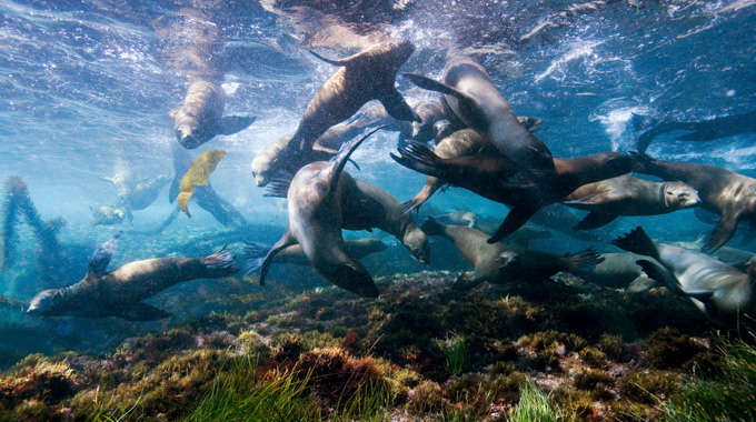 A group of sea lions in the water off Santa Barbara Island