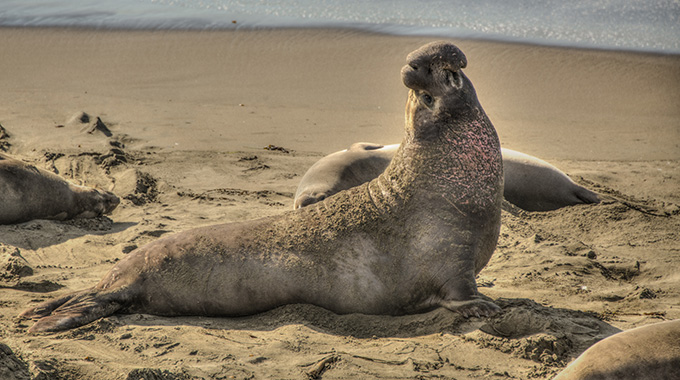 A trio of elephant seals resting on the sand