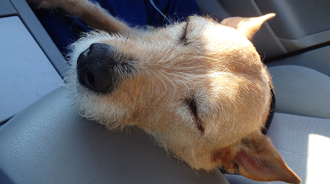 Mimi the dog sleeping after a long day of activity