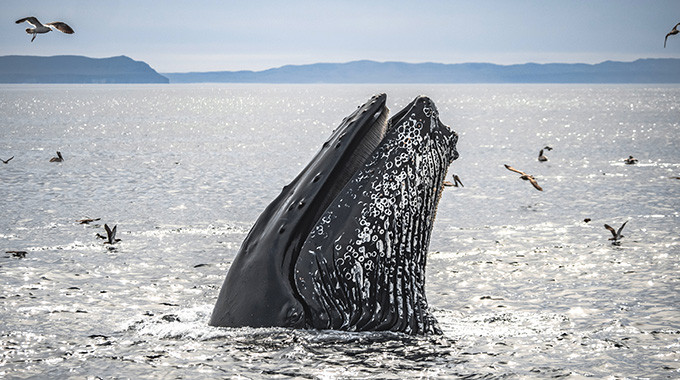 A humpback whale emerging from the water in the Santa Barbara Channel