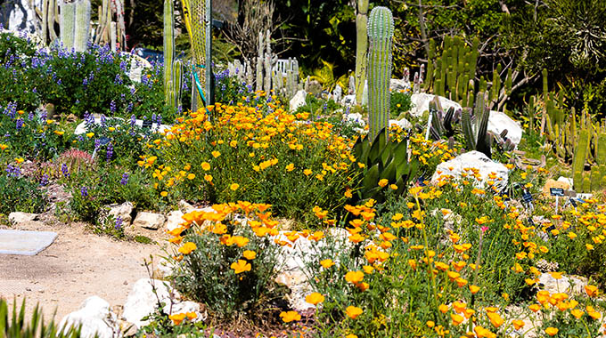 Clusters of poppies brighten the Desert Garden at South Coast Botanic Garden