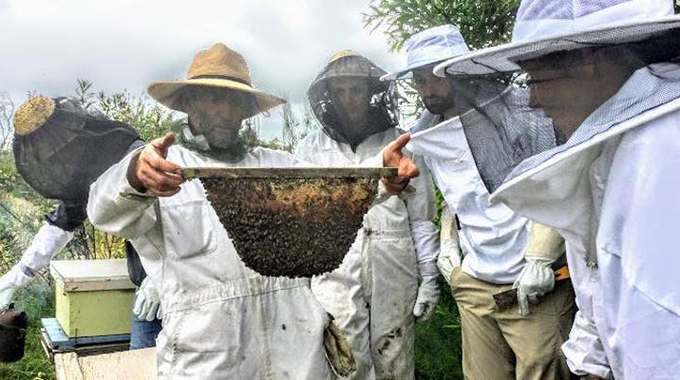 Visitors in bee suits get up-close with bees at Wild Willow Farm