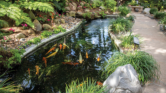 Koi pond