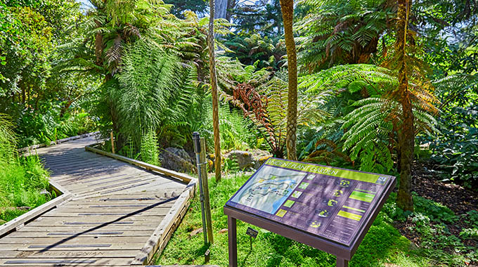 The Ancient Plant Garden Trail winds through the San Francisco Botanical Garden. 