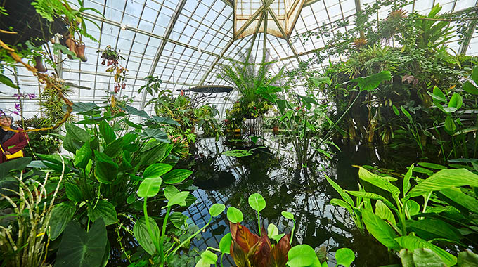 Conservatory of Flowers