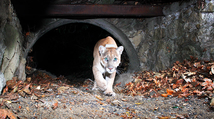 P22, a mountain lion in Griffith Park