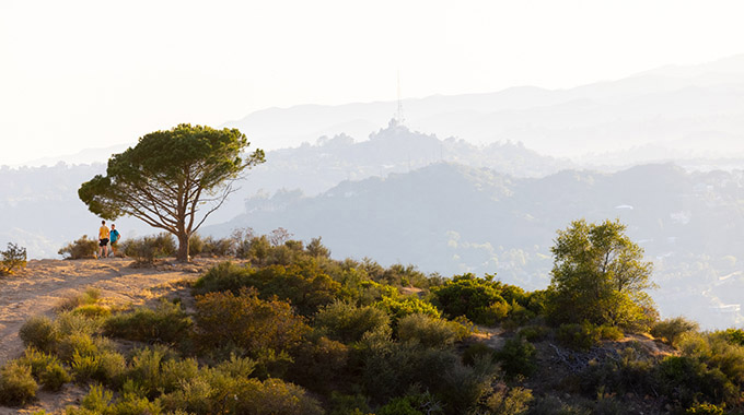 the Wisdom Tree