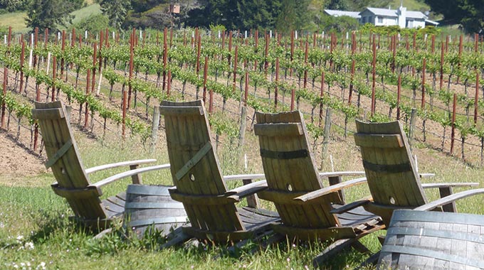 Chairs made of wine barrels near the grapevines at Lula Cellars