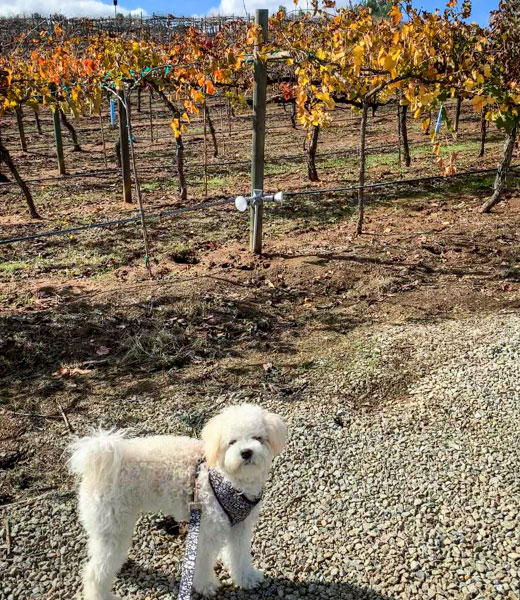 A small dog stands near the grapevines at Orfila Vineyards and Winery