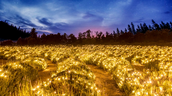 Fields dotted with lights glow at 123 Farm