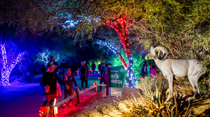 Guests wander The Living Desert Zoo and Gardens during WildLights
