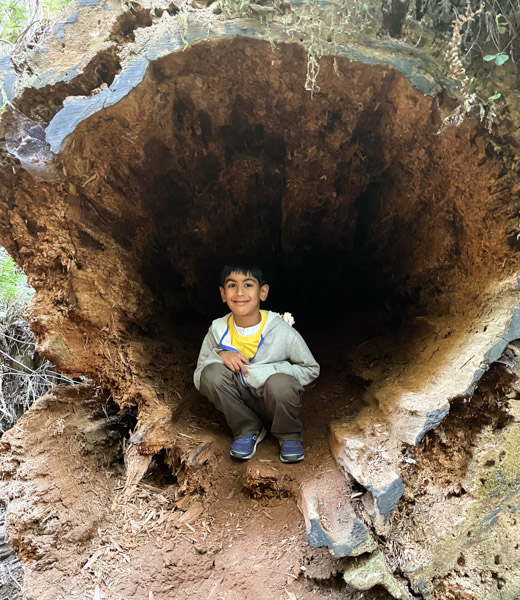 Hollow Tree Trunk