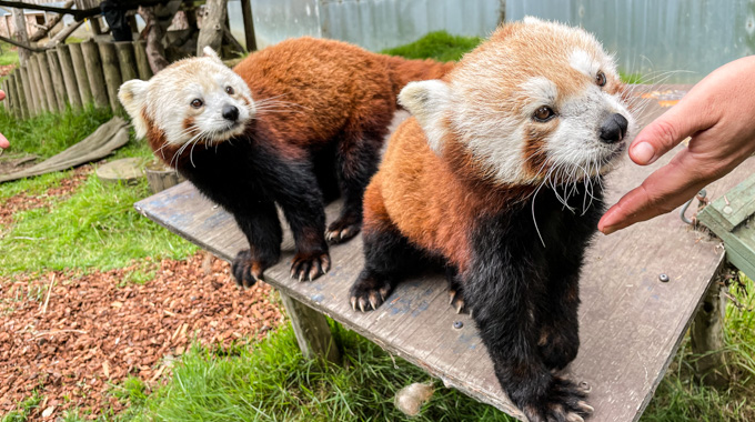 Sequoia Park Zoo Red Pandas