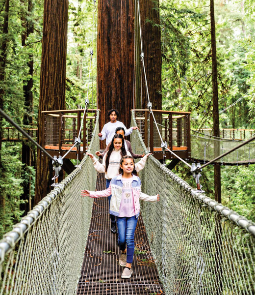 Redwood Skywalk