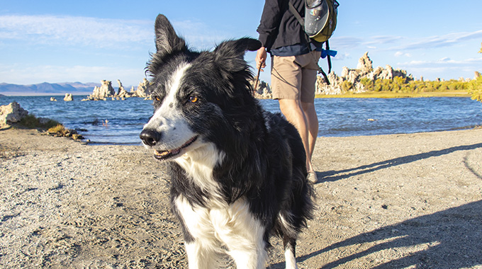 Maggie the dog, with a lake behind her