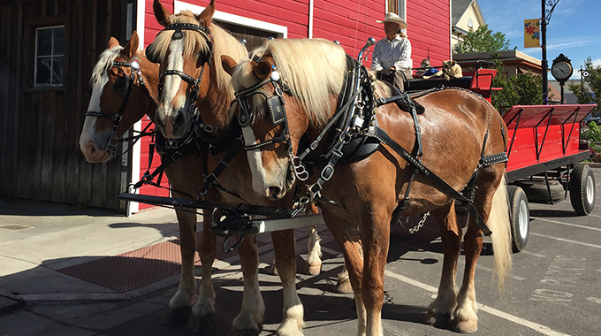 Belgian draft horses at Live Oak Belgians in Upper Lake. | Photo by Elizabeth Harryman