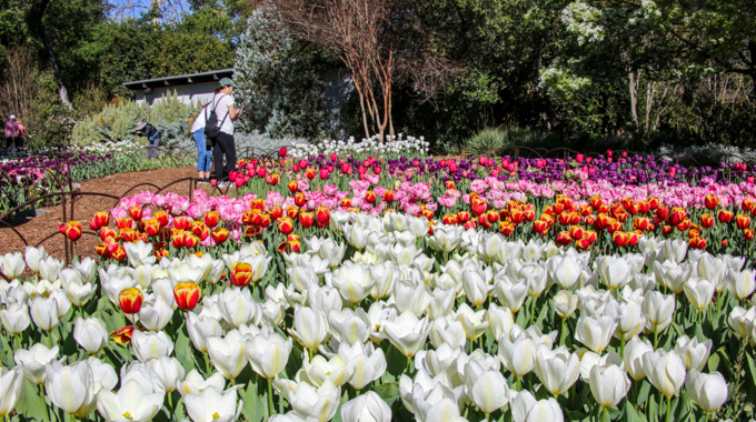 Tulip bloom at Descanso Gardens.