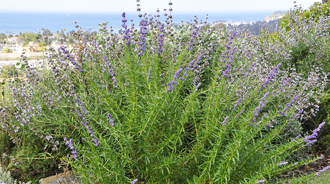 Woolly bluecurls brighten a Southern California hillside