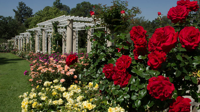 The Huntington Rose Garden