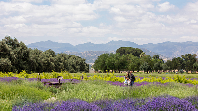 Walking in the lavender fields at 123 Farm in Cherry Valley. 