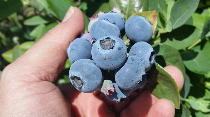 Picking blueberries at Santa Barbara Blueberries