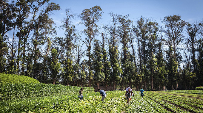 Picking produce at Underwood Family Farms. 