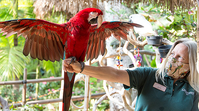A macaw shows off its wings at the daily parrot show.