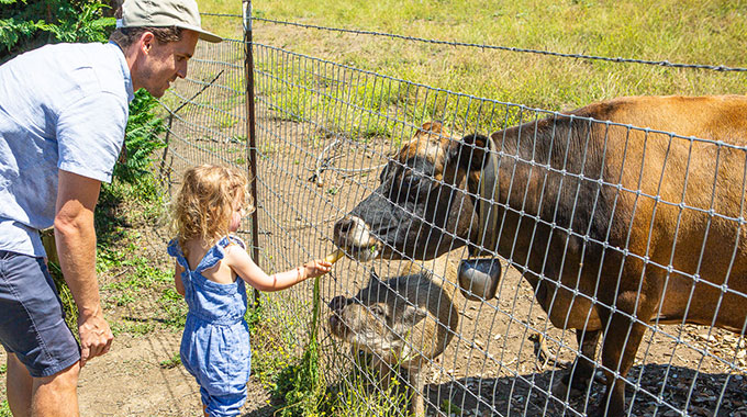 Guests can hand-feed the animals at Folded Hills Farmstead. | Photo by Chuck 
