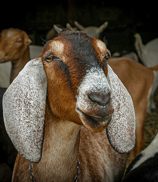 Redwood Hill Farm Goat