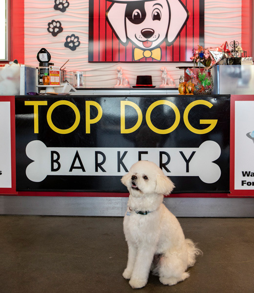 White dog seated inside Top Dog Barkery.