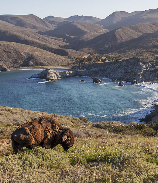 The descendants of bison brought over for a movie shoot roam the island. | Photo by Jack Baldelli