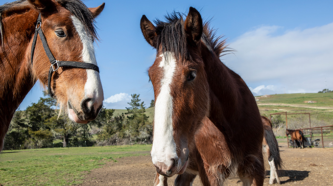 Covell's Clydesdales