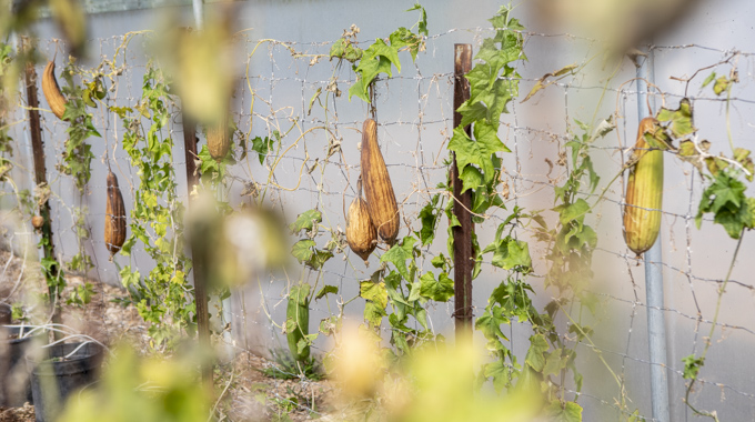 Luffa Farms