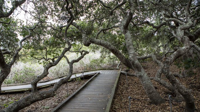 Elfin Forest Tree Path