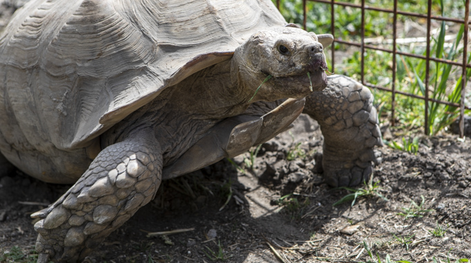 Turtle and Tortoise Rescue of Arroyo Grande 