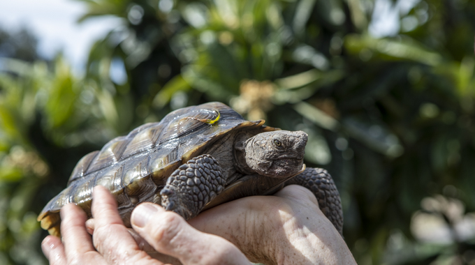 Turtle and Tortoise Rescue of Arroyo Grande 
