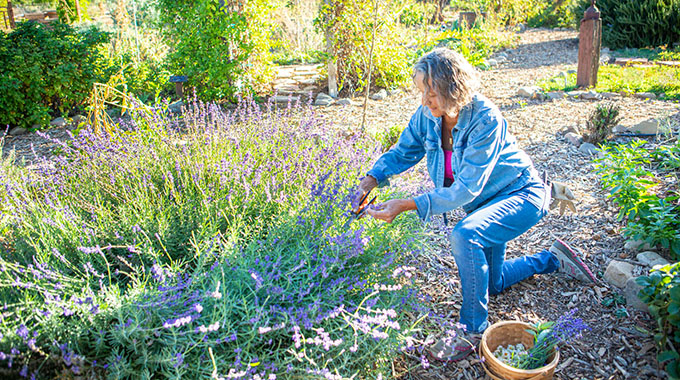 Earth Island Medicinal Herb Garden