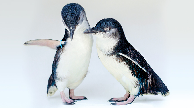 Photo courtesy Birch Aquarium