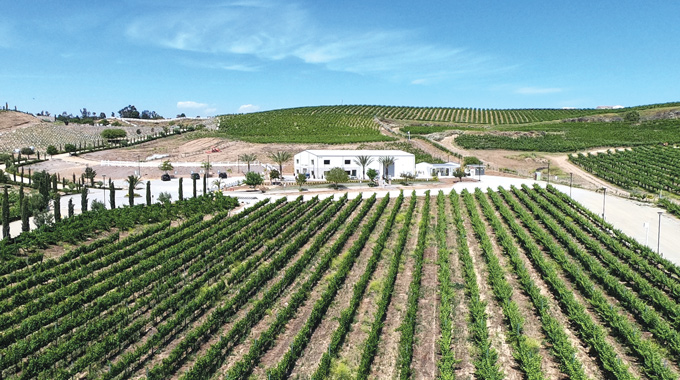 Grapevines stretching over the hill at Akash Winery