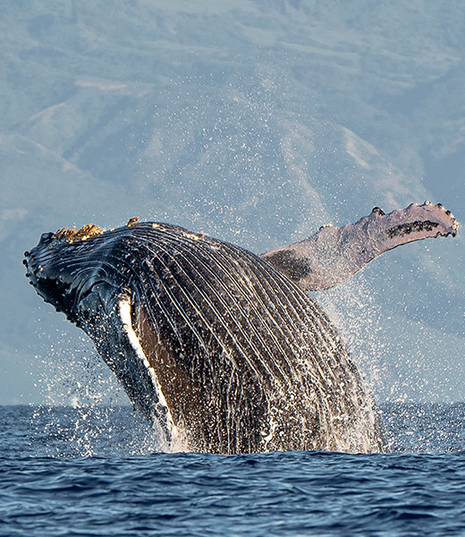 Humpback Whale