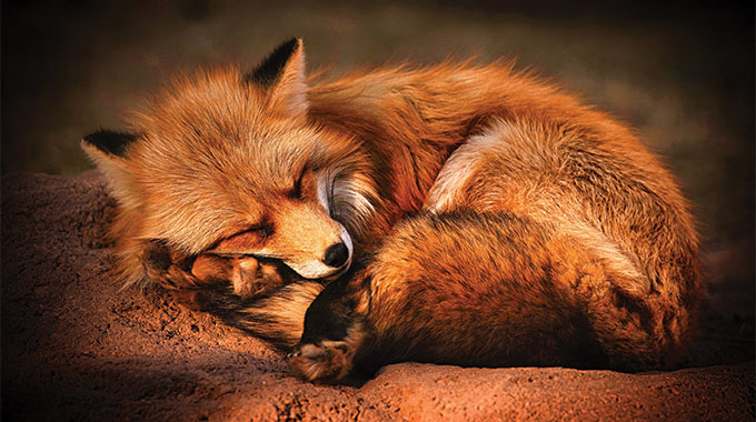 Sleeping fox