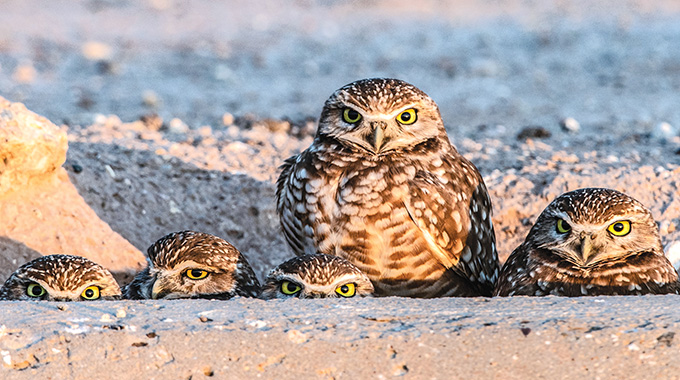 owls