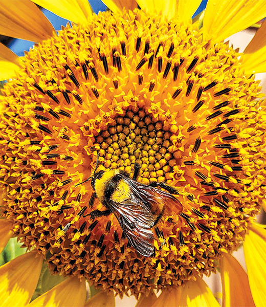 A Bee’s Life by Chris Burt, a 25-year member from Whittier, California. Camera: Samsung Note 9. “My family, including my wife, Lisa, and daughter Madison, vacations in San Clemente every summer. The beauty of the sunflowers that grow every year across from the San Clemente Art Association always amazes me. I shot this photo during one of my early-morning walks. Nature and flowers always get my attention because they always present themselves in their true form; you just have to be ready to capture it.”