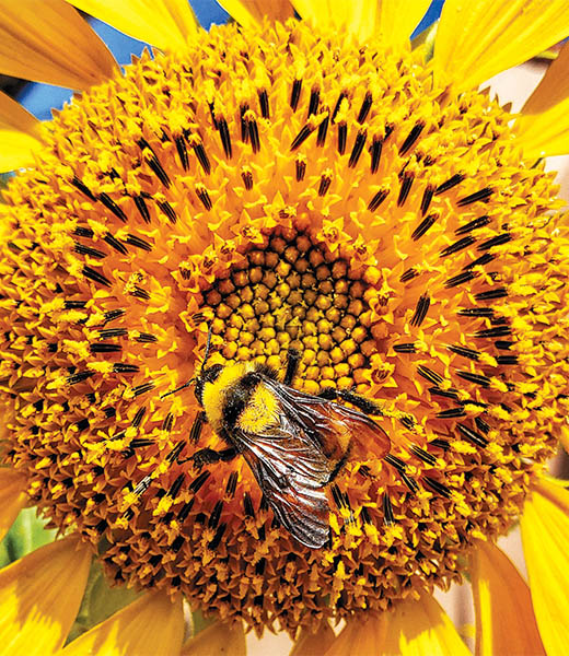 A Bee’s Life by Chris Burt, a 25-year member from Whittier, California. Camera: Samsung Note 9.  “My family, including my wife, Lisa, and daughter Madison, vacations in San Clemente every summer. The beauty of the sunflowers that grow every year across from the San Clemente Art Association always amazes me. I shot this photo during one of my early-morning walks. Nature and flowers always get my attention because they always present themselves in their true form; you just have to be ready to capture it.” 