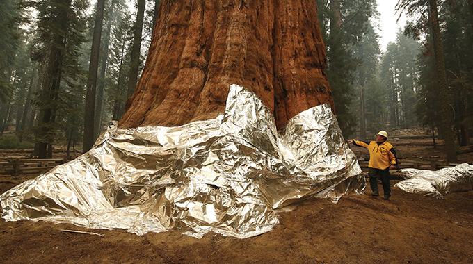 A fire-retardant blanket wrapped around the base of General Sherman, an ancient tree