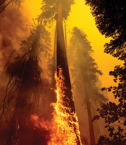 Flames climbing a tree trunk