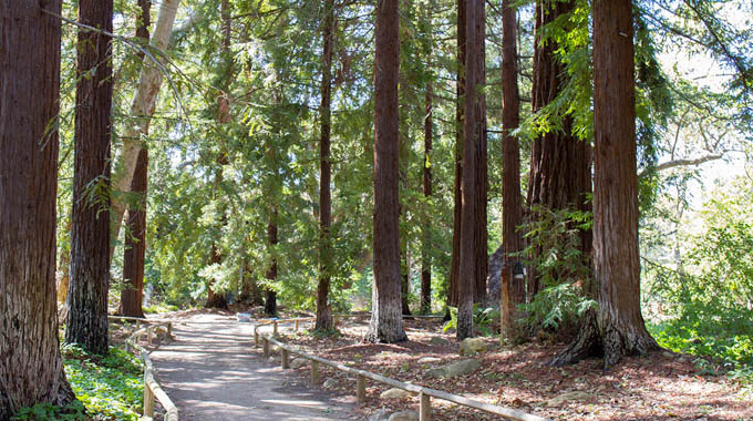 The oldest trees in the Redwood Forest at the Santa Barbara Botanic Garden date from 1926. | Cecilia Rosell / Courtesy Visit Santa Barbara