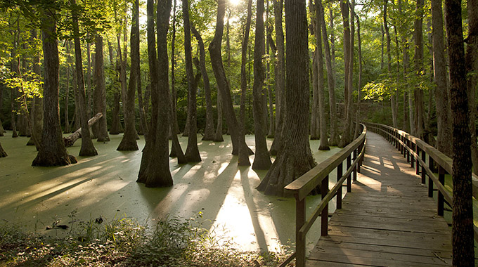 Cypress Swamp