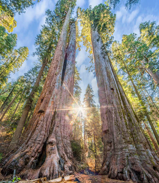 Big Tree State Park