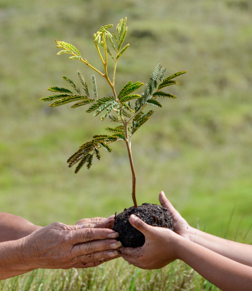 People holding a sapling in a mound of soil.